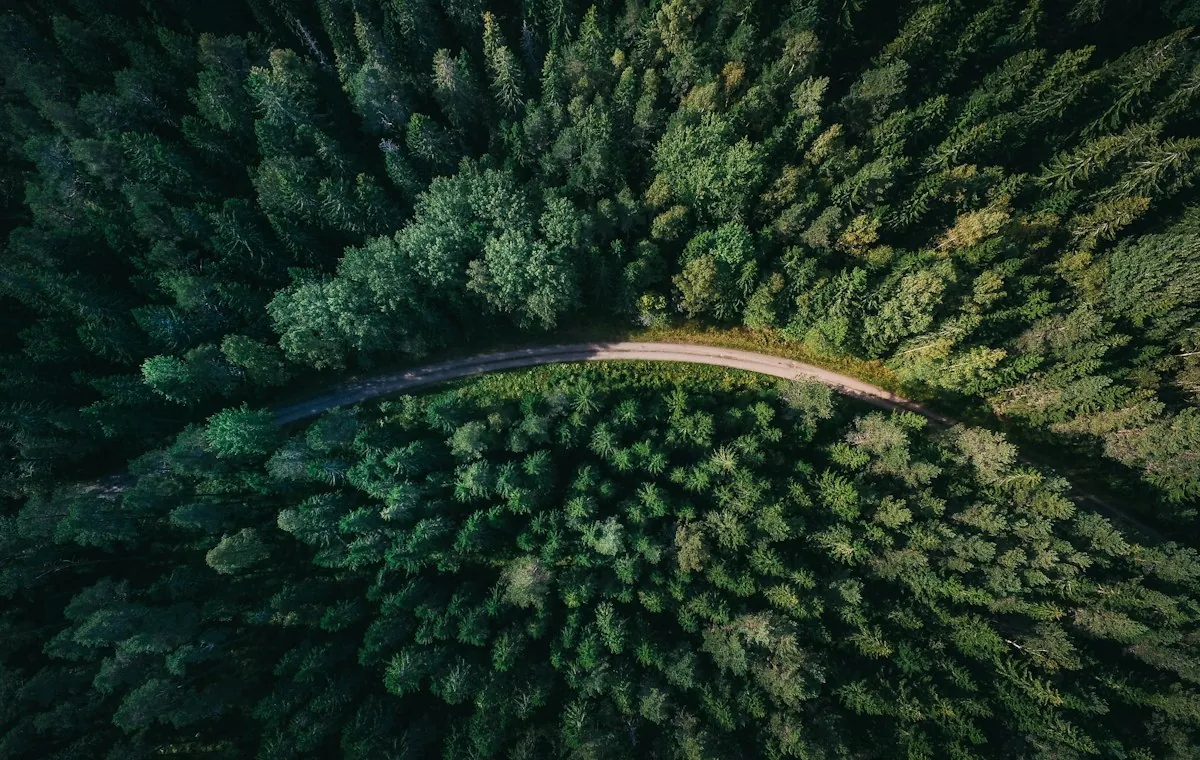 Green forest stretching into the distance