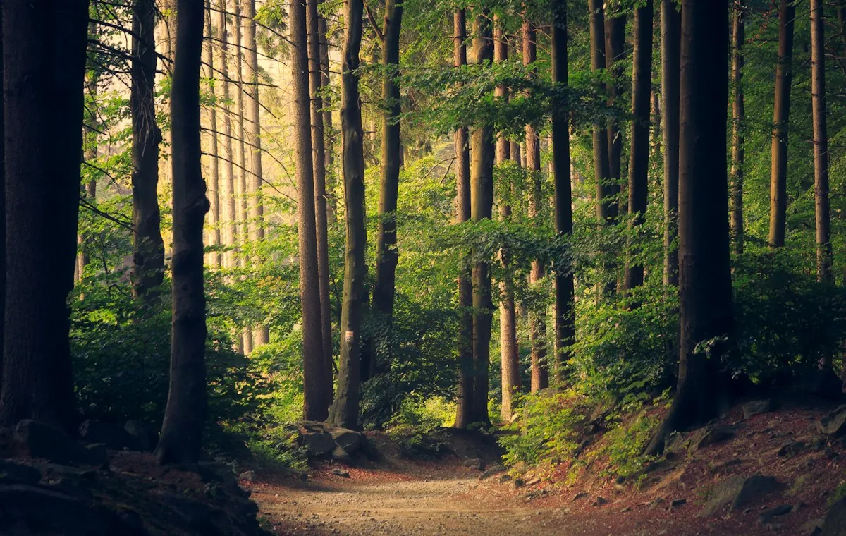 Sunlight filtering through a quiet forest